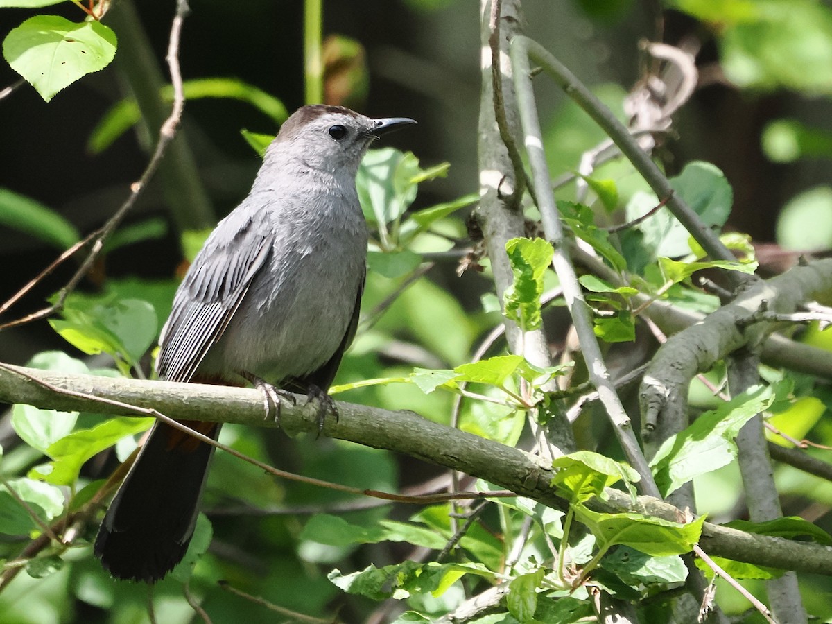 Gray Catbird - ML636677525