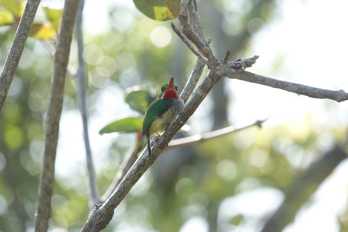Puerto Rican Tody - ML636677530