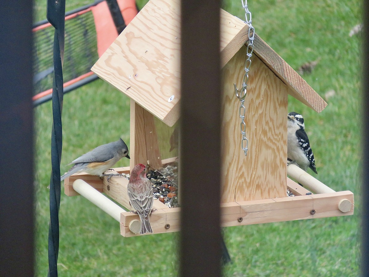 House Finch - ML636677533