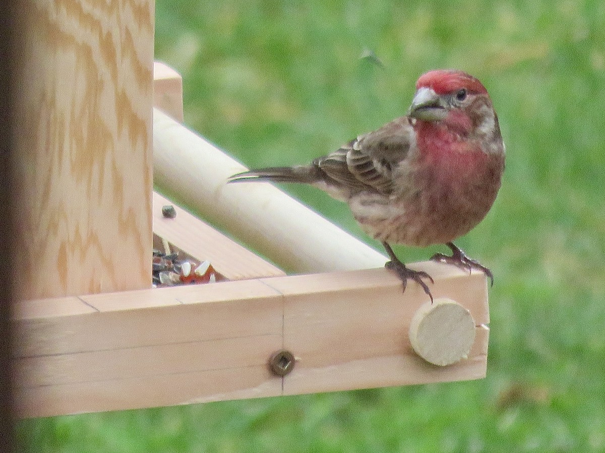 House Finch - ML636677540