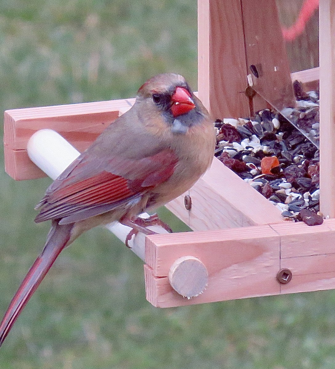 Northern Cardinal - ML636677559