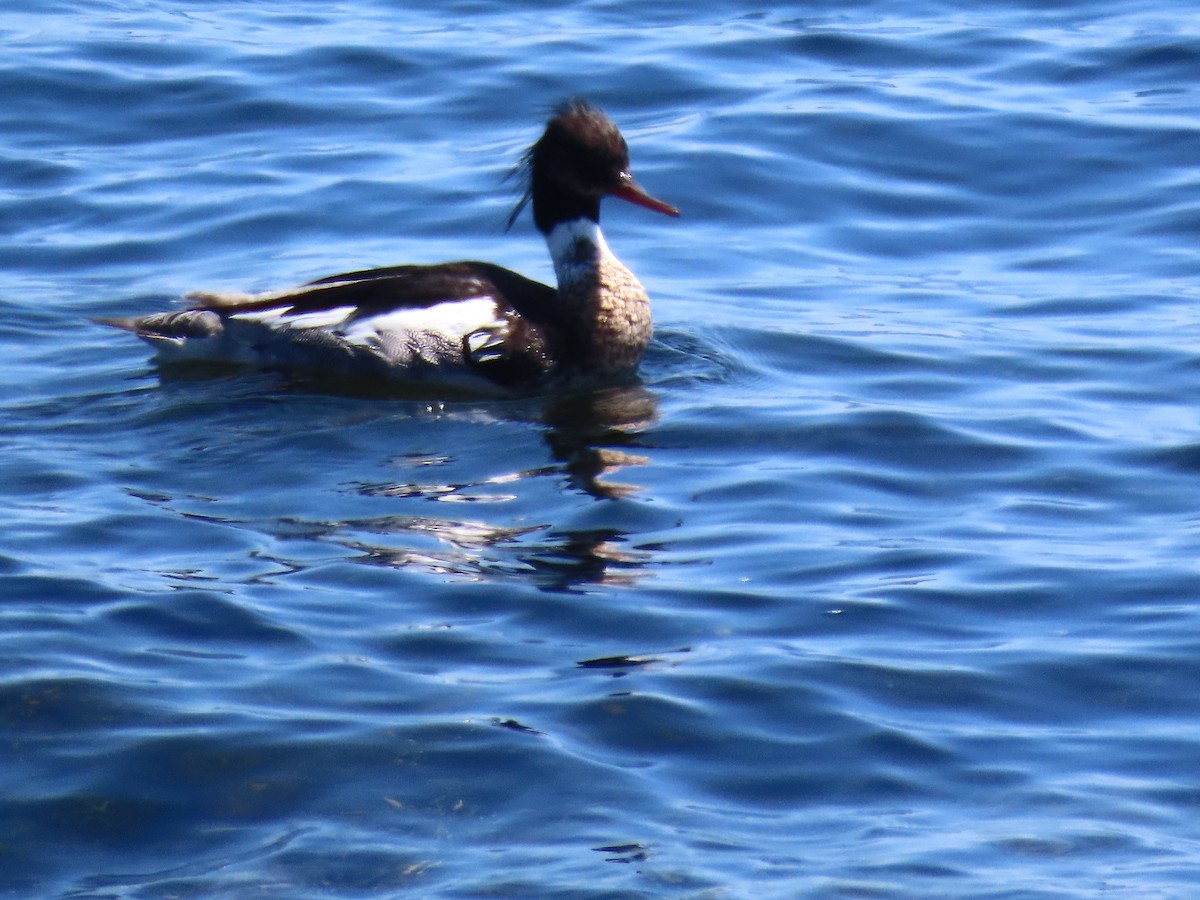 Red-breasted Merganser - ML636677567