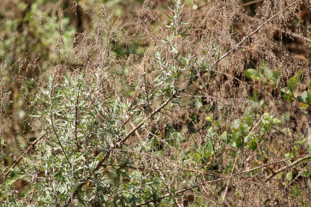 Black-throated Prinia - ML636677574