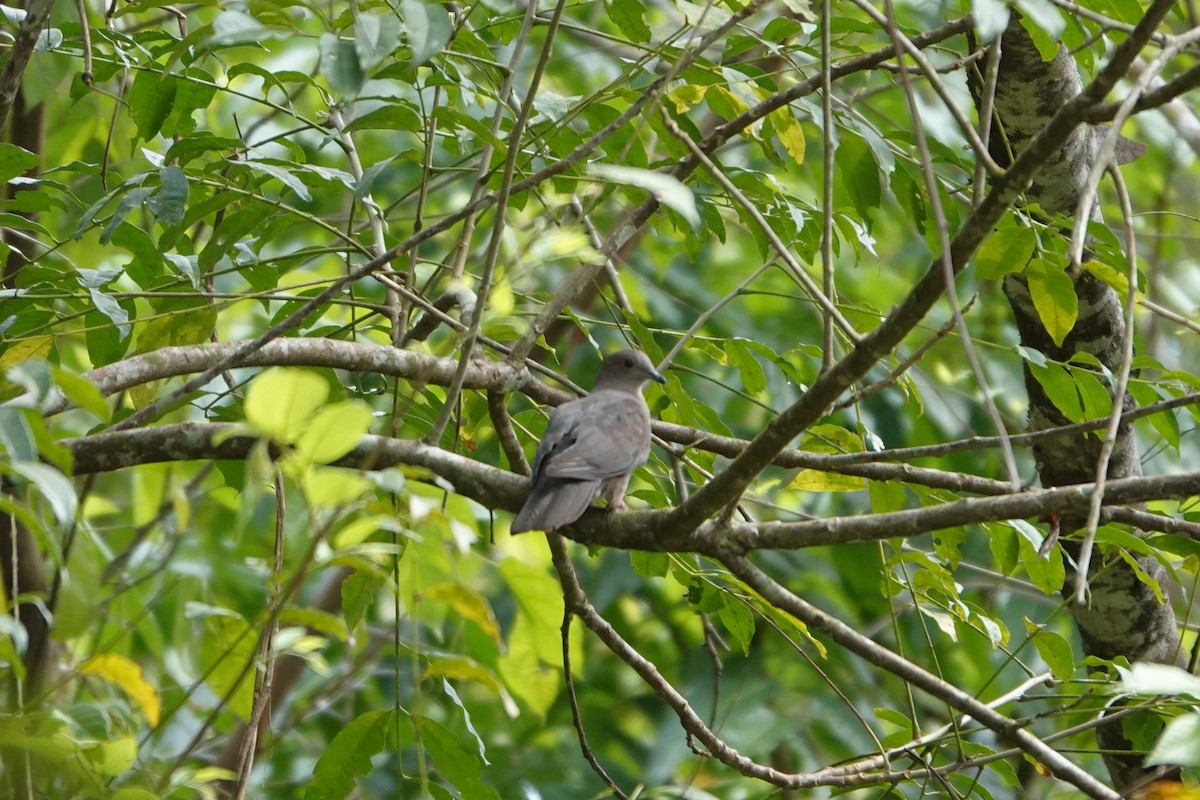 Short-billed Pigeon - ML636677585
