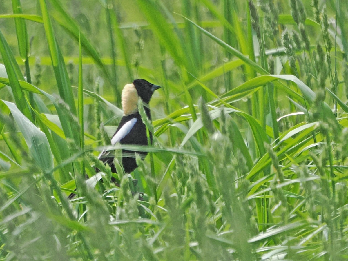 Bobolink - ML636677724