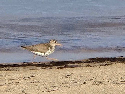 Spotted Sandpiper - ML636677755