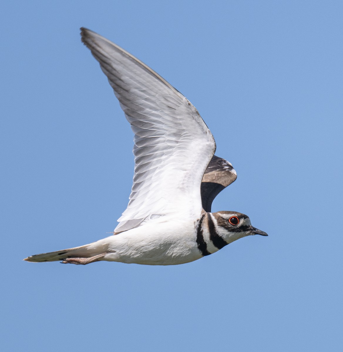 Killdeer - ML636677804