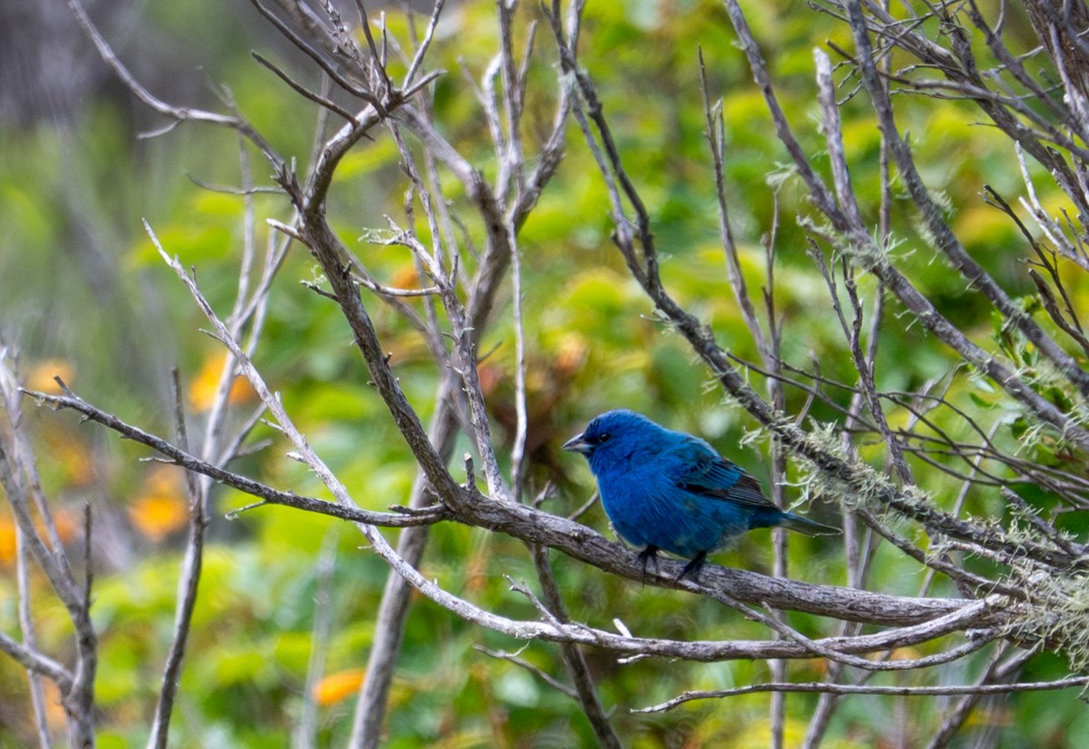 Indigo Bunting - ML636677817