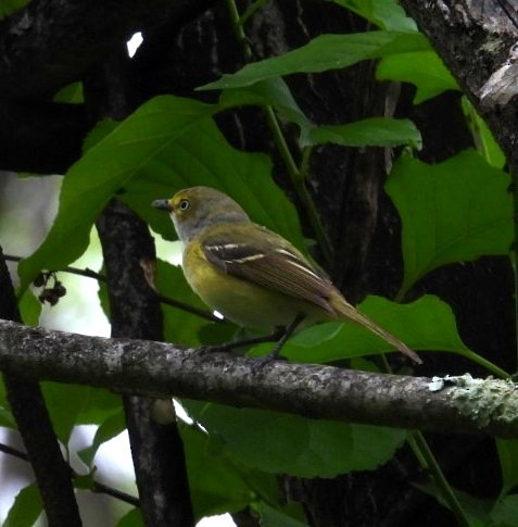 White-eyed Vireo - ML636677959
