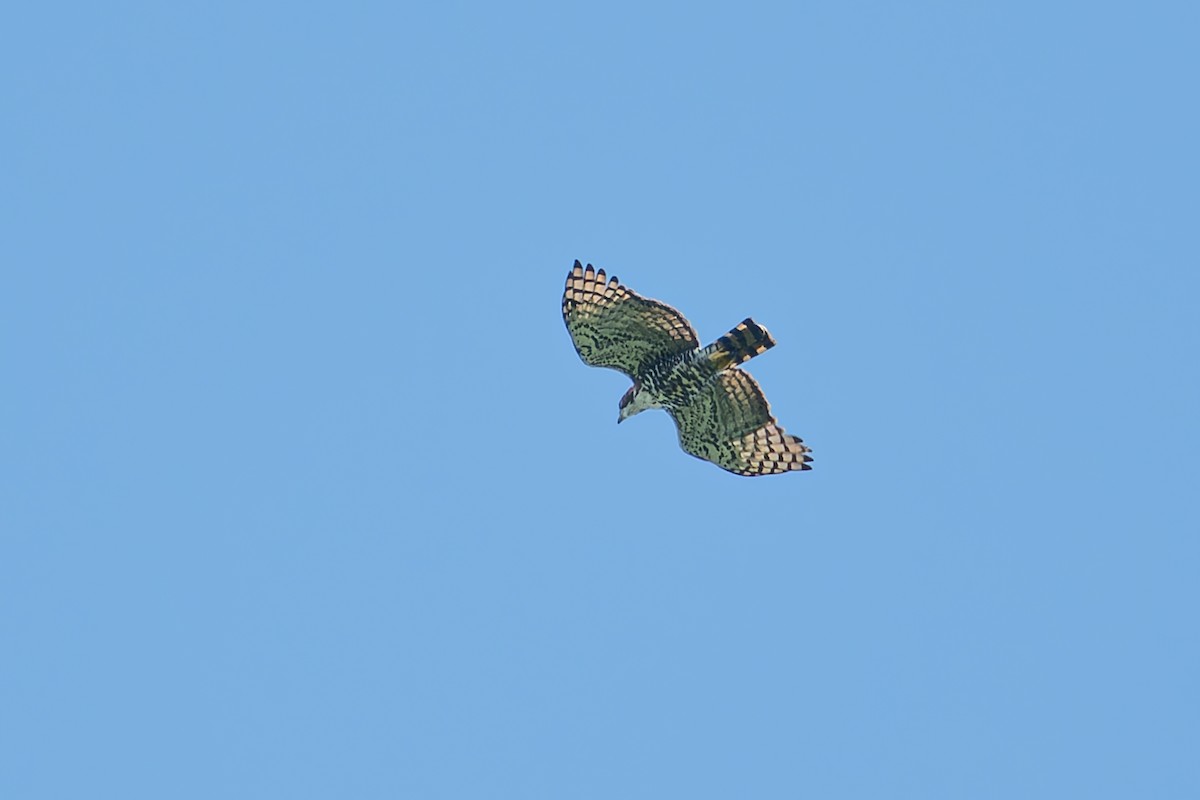 Ornate Hawk-Eagle - ML636678025