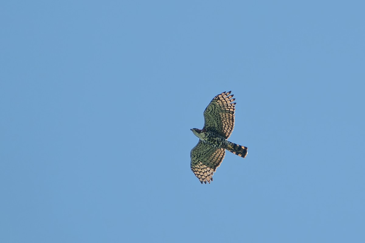 Ornate Hawk-Eagle - ML636678026