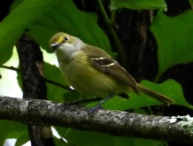 White-eyed Vireo - ML636678027