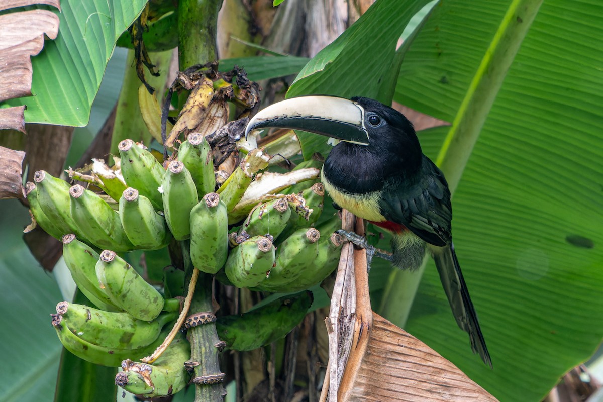 Black-necked Aracari - ML636678030