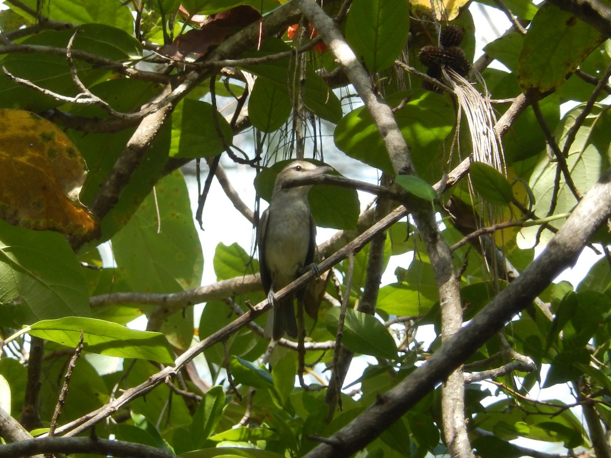 Yucatan Vireo - ML636678034