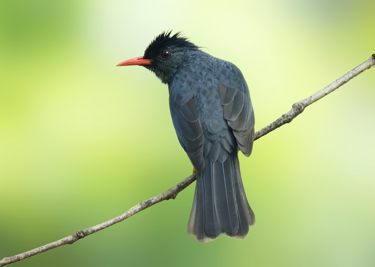Square-tailed Bulbul - ML636678042