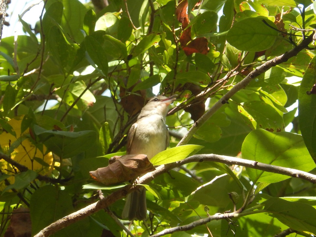 Yucatan Vireo - ML636678043