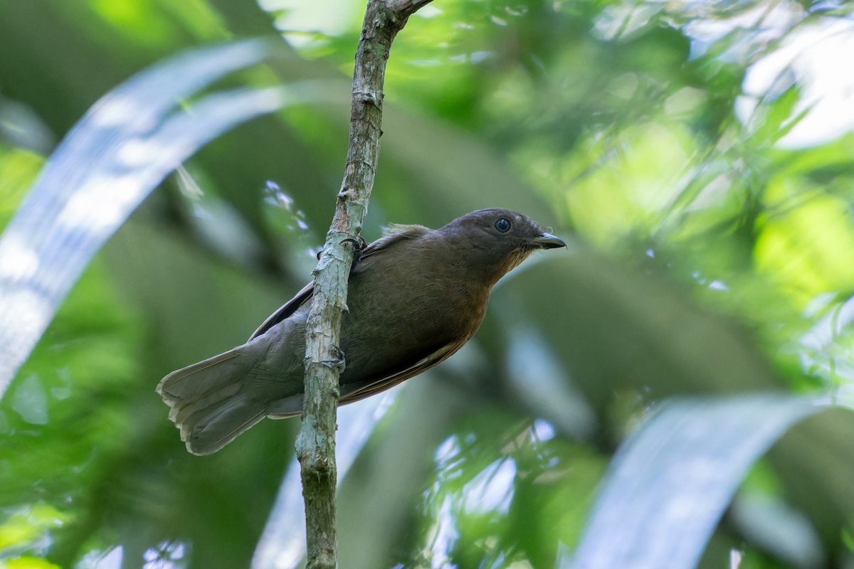 Brown-winged Schiffornis (Brown-winged) - ML636678047