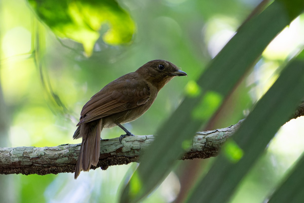 Brown-winged Schiffornis (Brown-winged) - ML636678050