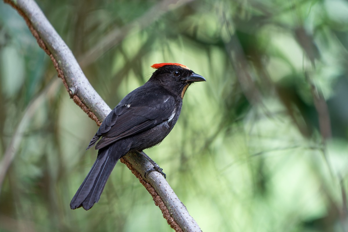 Flame-crested Tanager - ML636678060