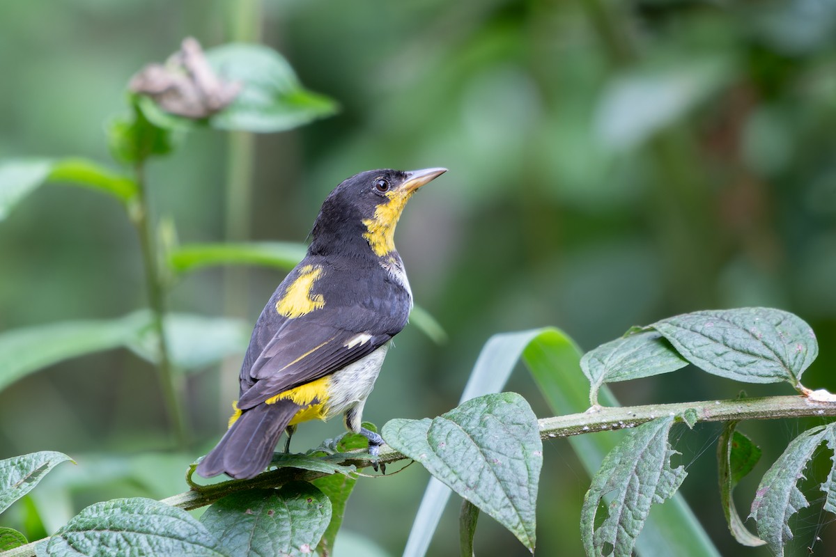 Yellow-backed Tanager - ML636678063