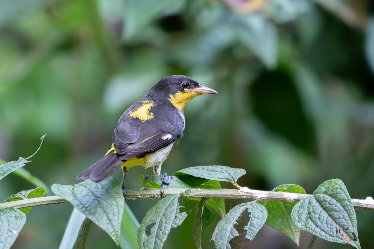 Yellow-backed Tanager - ML636678064