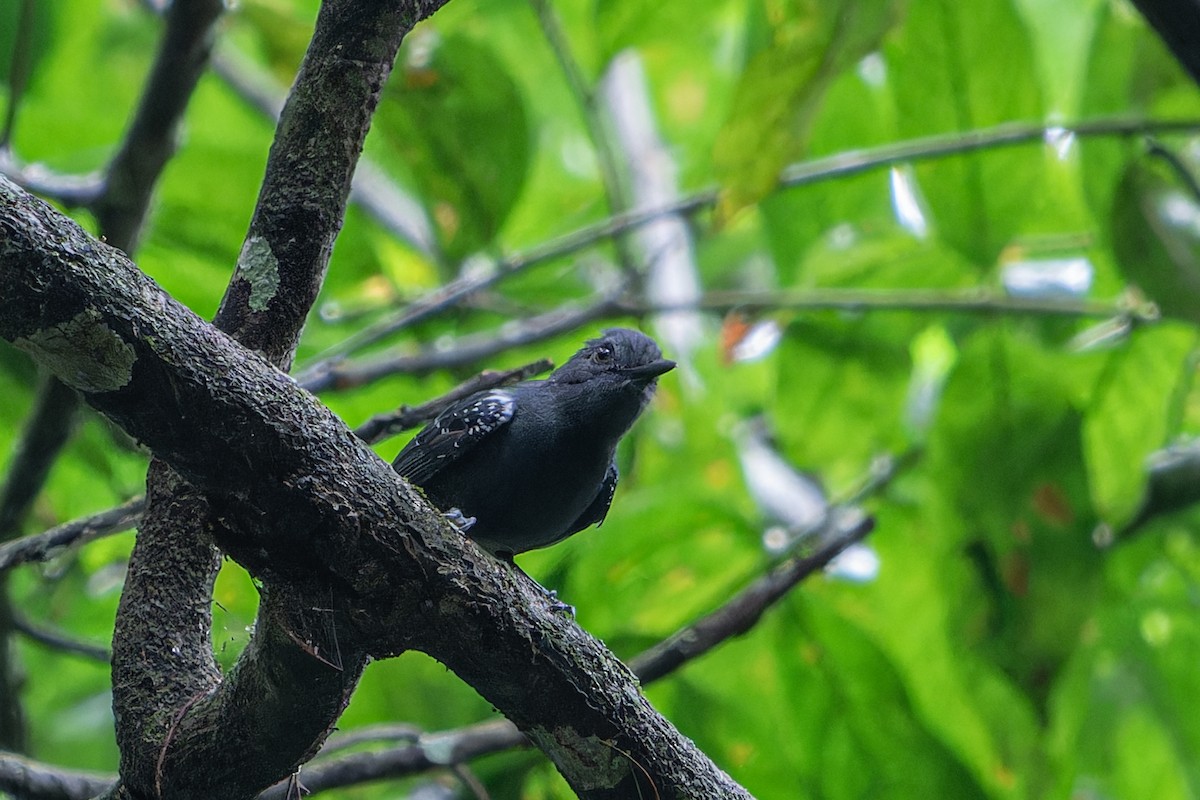 Plumbeous Antvireo - ML636678167