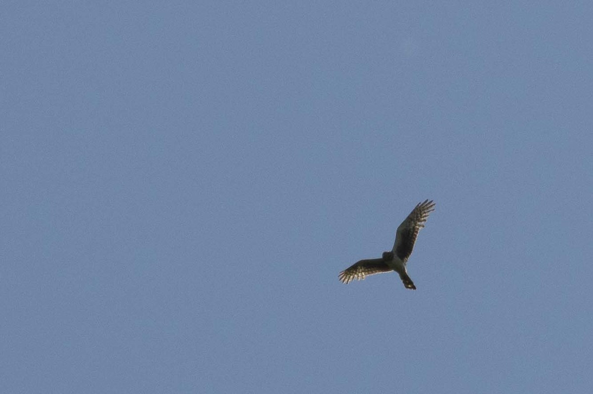 Northern Harrier - ML636678168