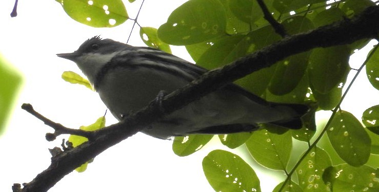 Cerulean Warbler - ML636678290