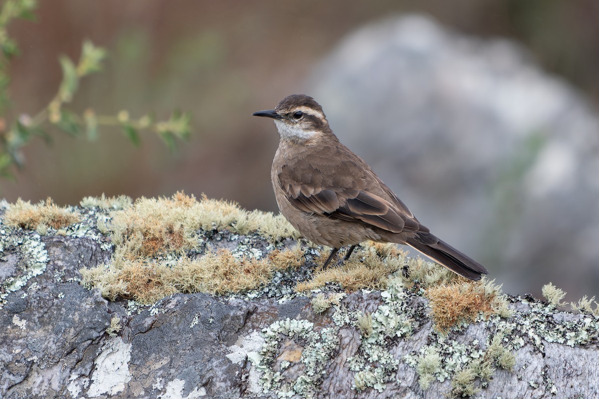 Long-tailed Cinclodes (Cipo) - ML636678301