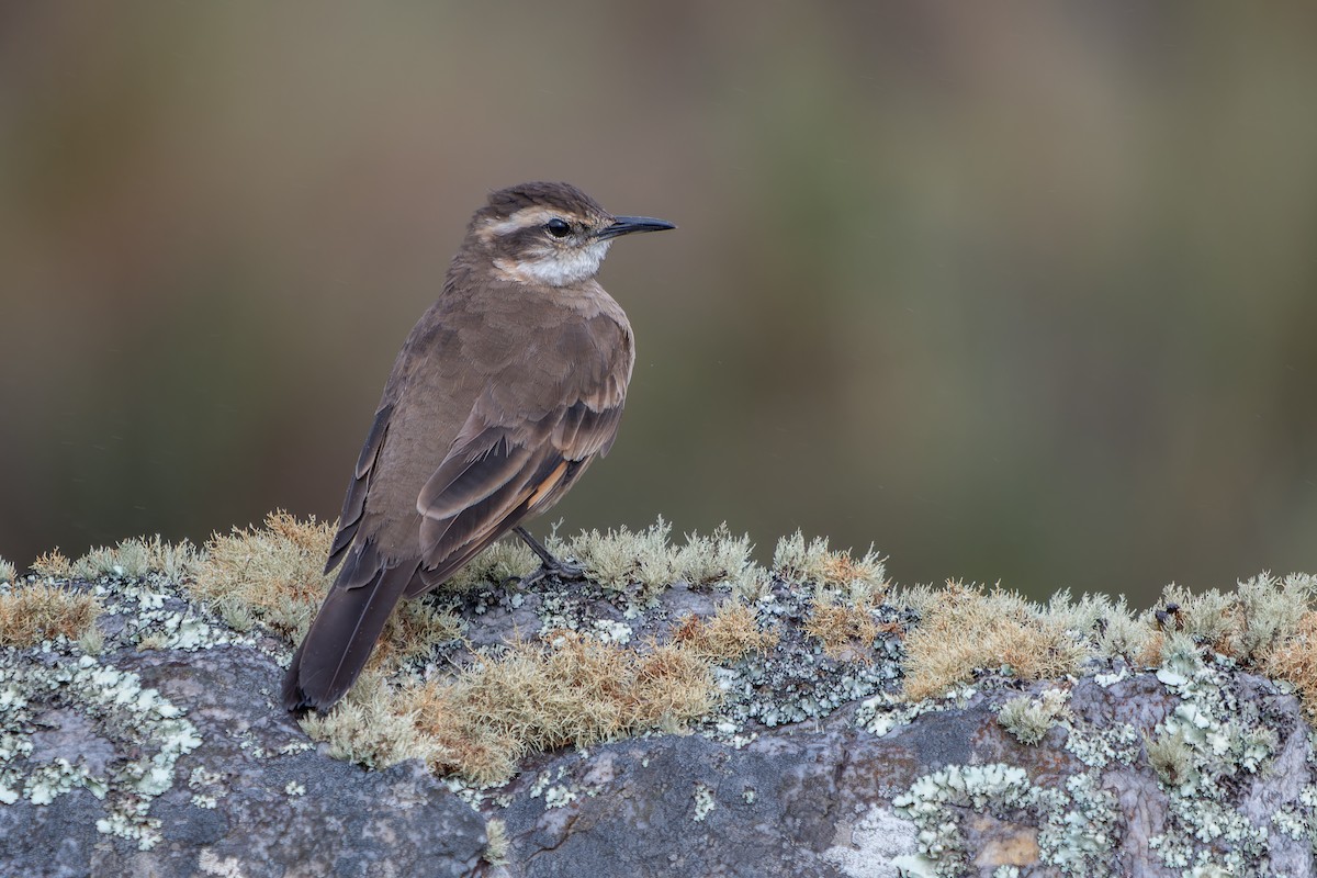 Long-tailed Cinclodes (Cipo) - ML636678302