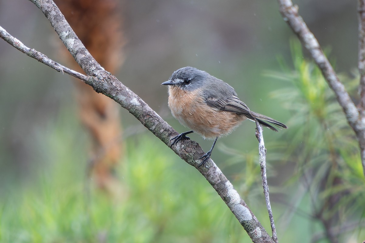 Gray-backed Tachuri - ML636678309