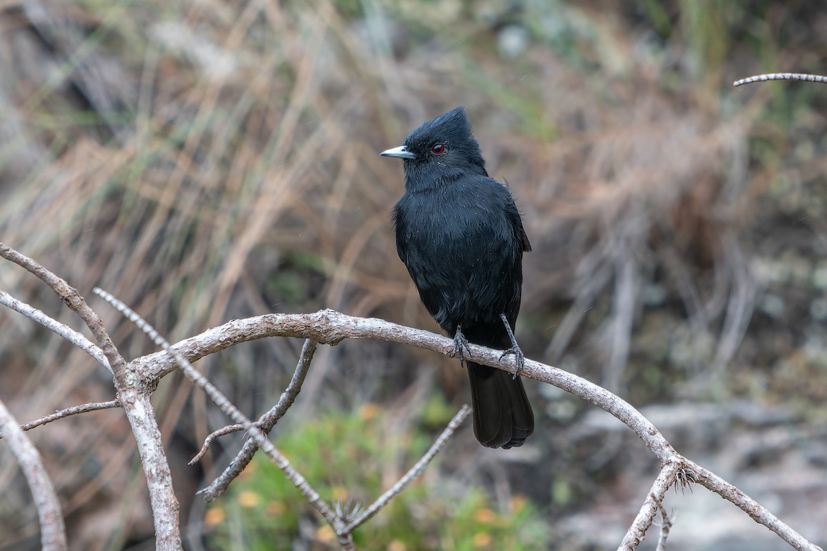 Velvety Black-Tyrant - ML636678316