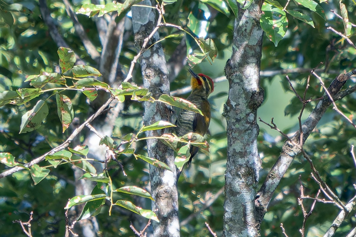 White-browed Woodpecker - ML636678344
