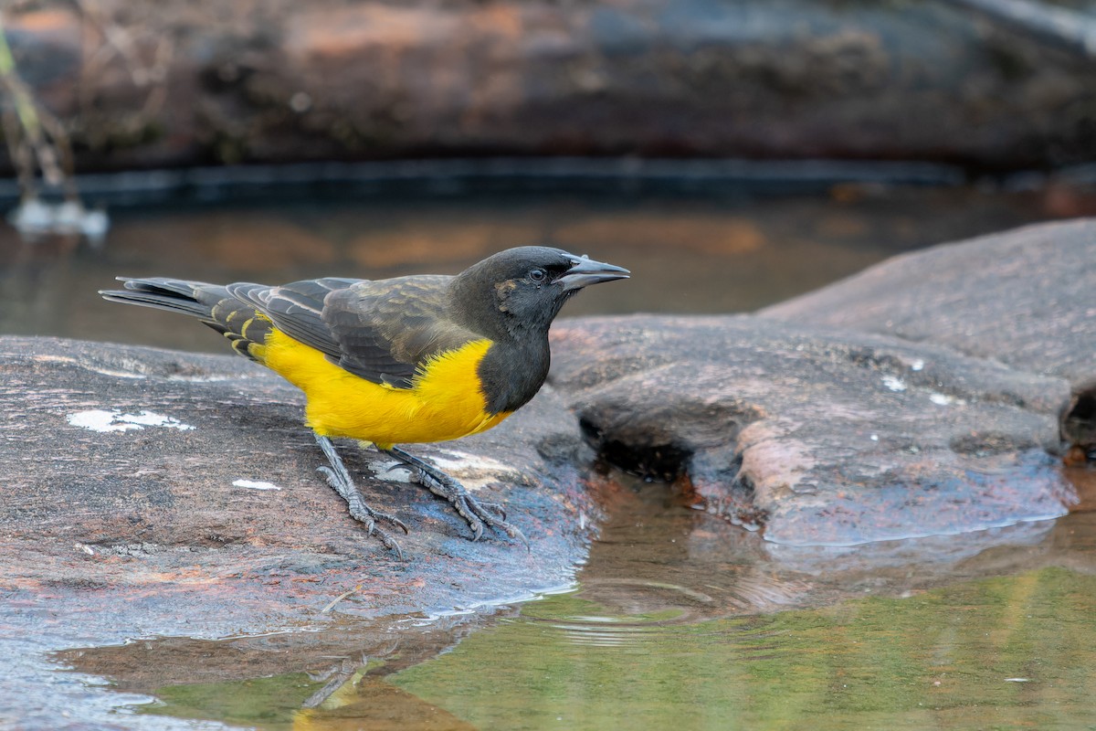 Yellow-rumped Marshbird - ML636678357
