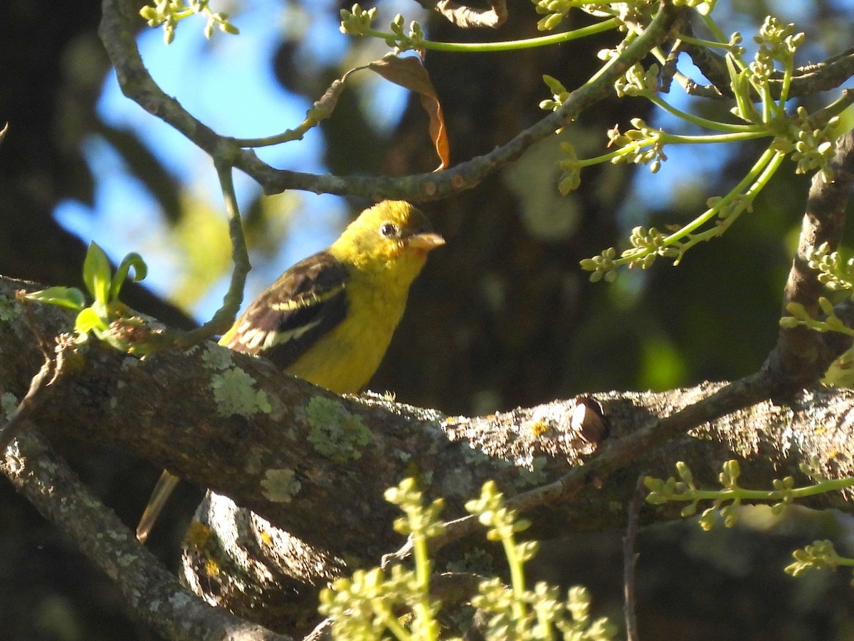 Western Tanager - ML636678379