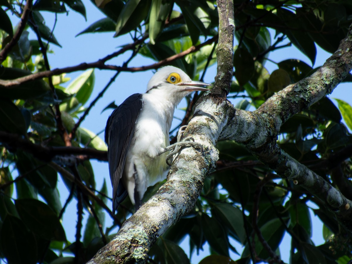 White Woodpecker - ML636678382