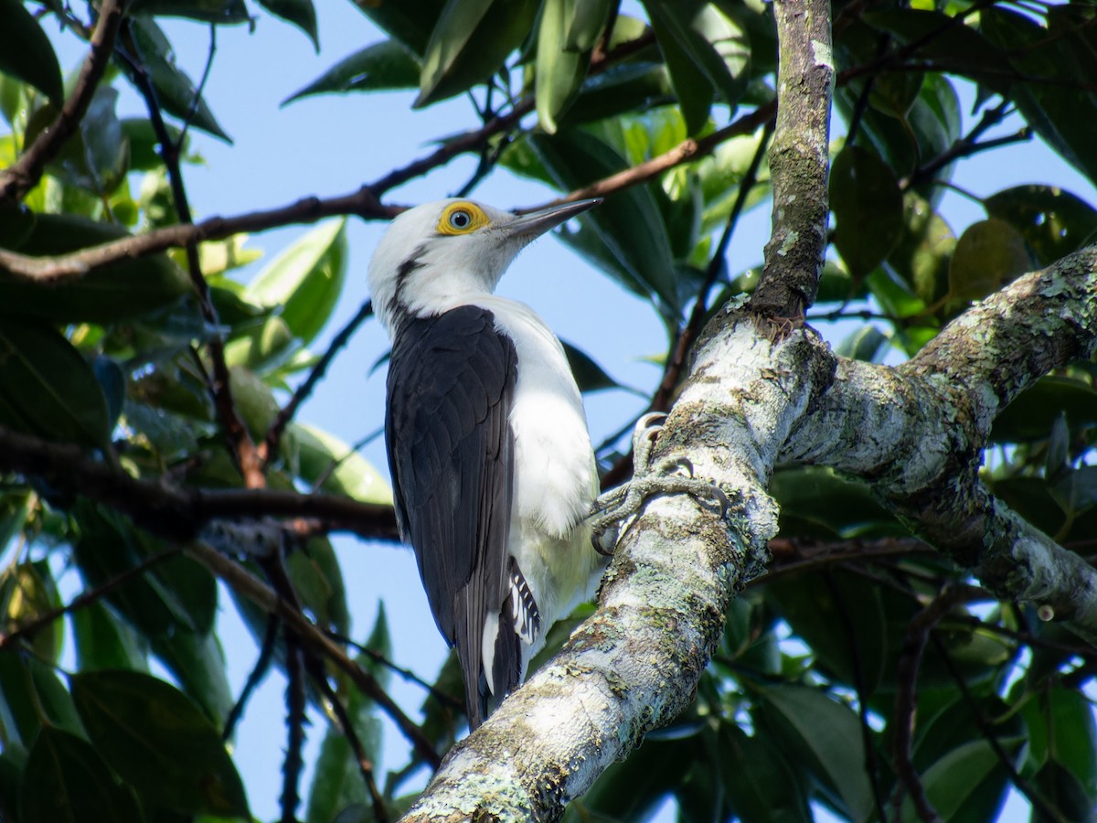 White Woodpecker - ML636678383