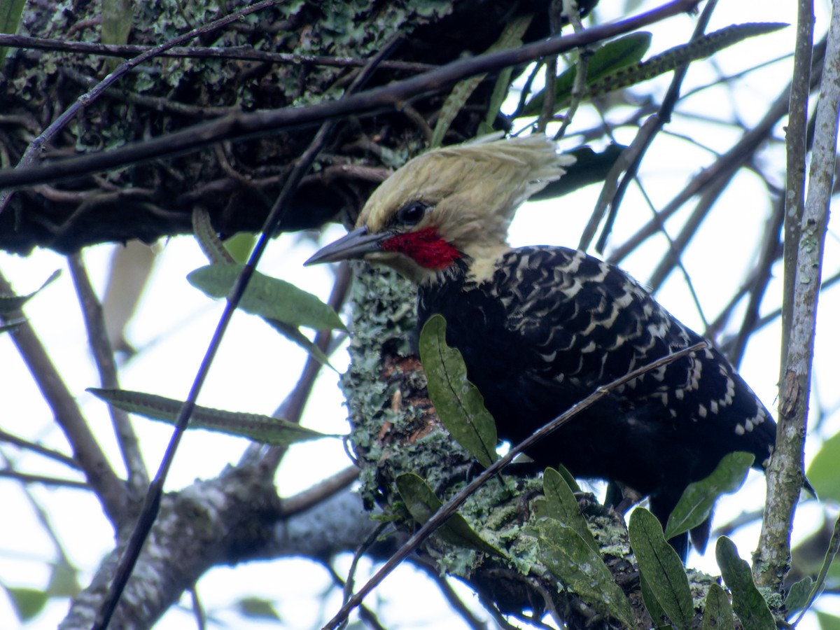 Blond-crested Woodpecker - ML636678389