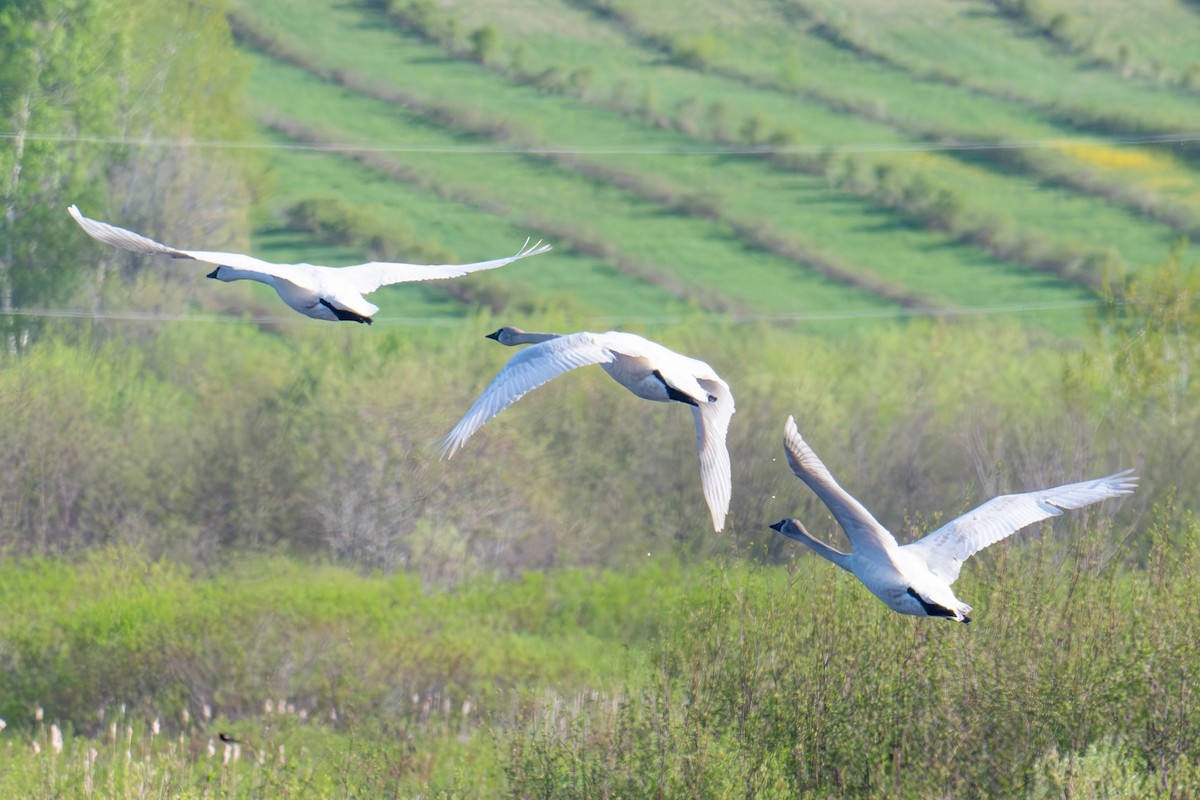 Trumpeter Swan - ML636678390