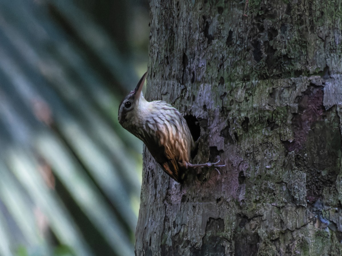 Lesser Woodcreeper - ML636678391