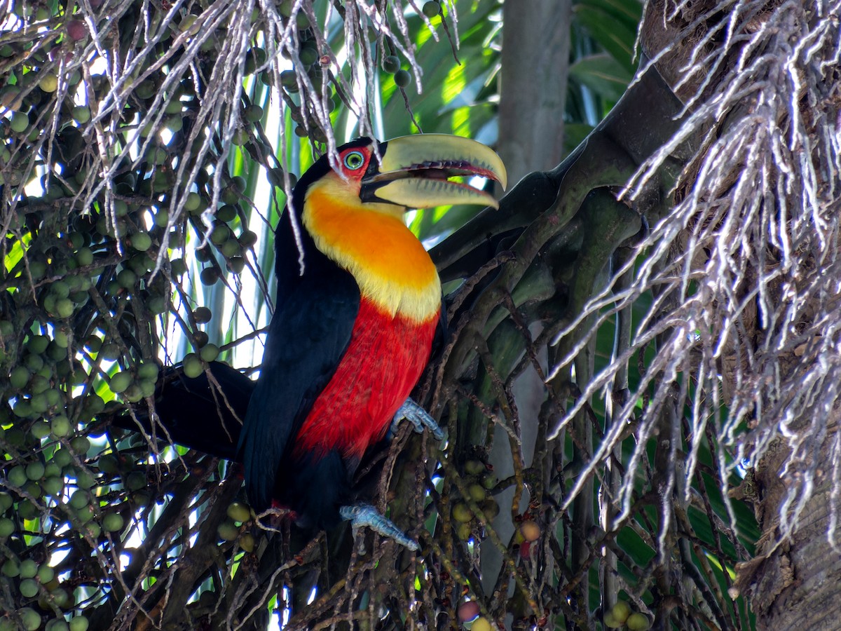 Red-breasted Toucan - ML636678405