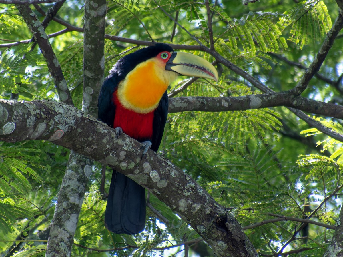 Red-breasted Toucan - ML636678406