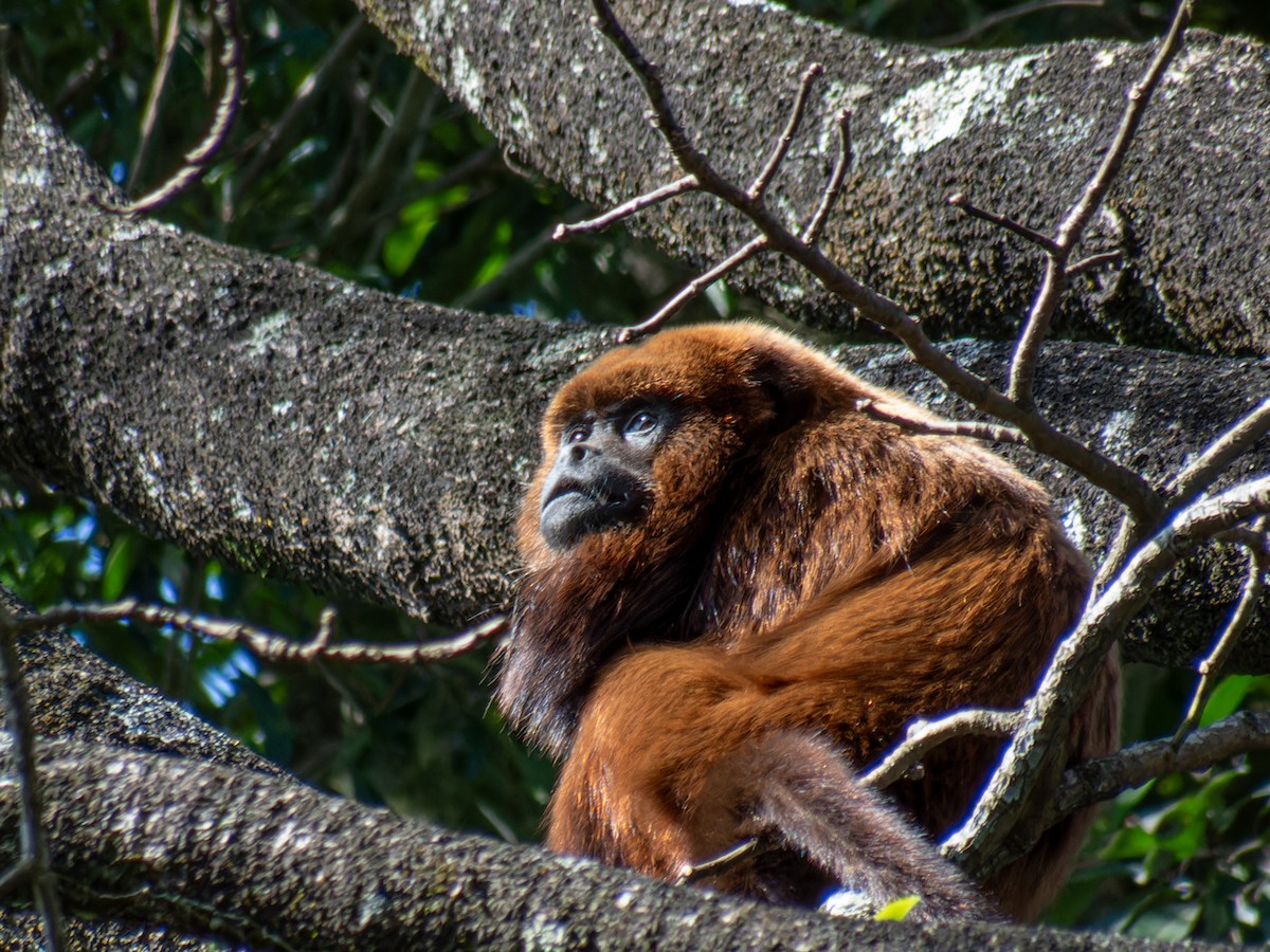 Brown Howler Monkey - ML636678411