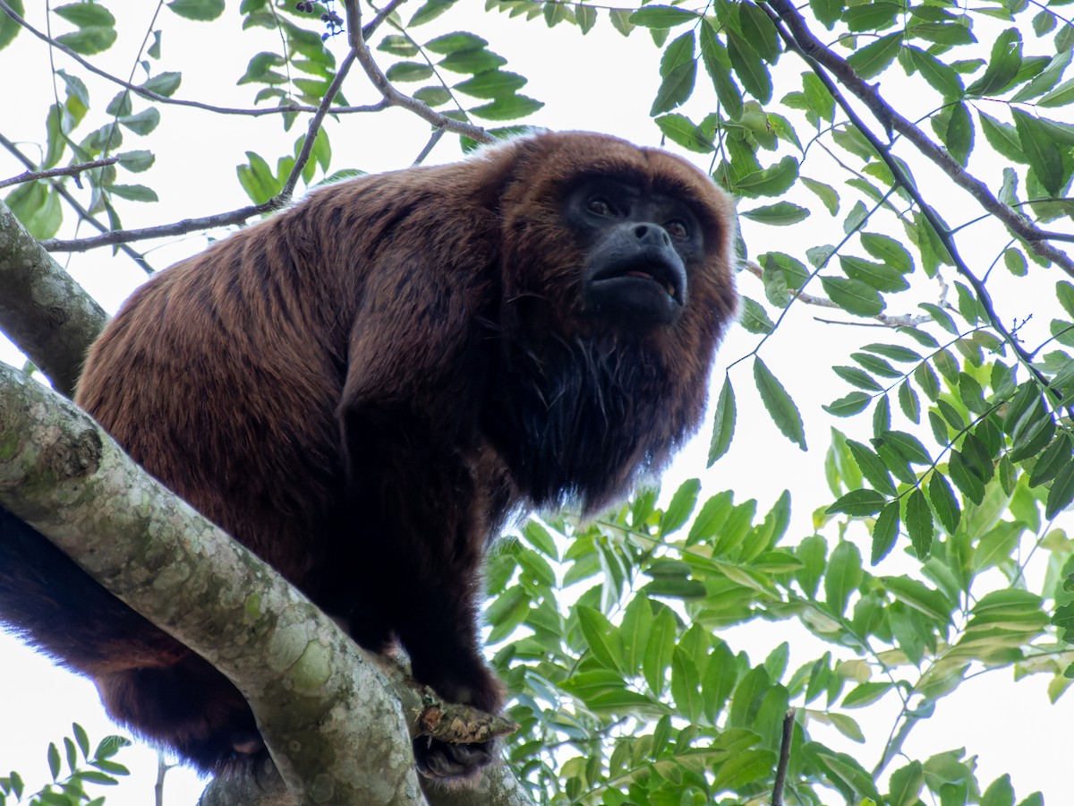 Brown Howler Monkey - ML636678412