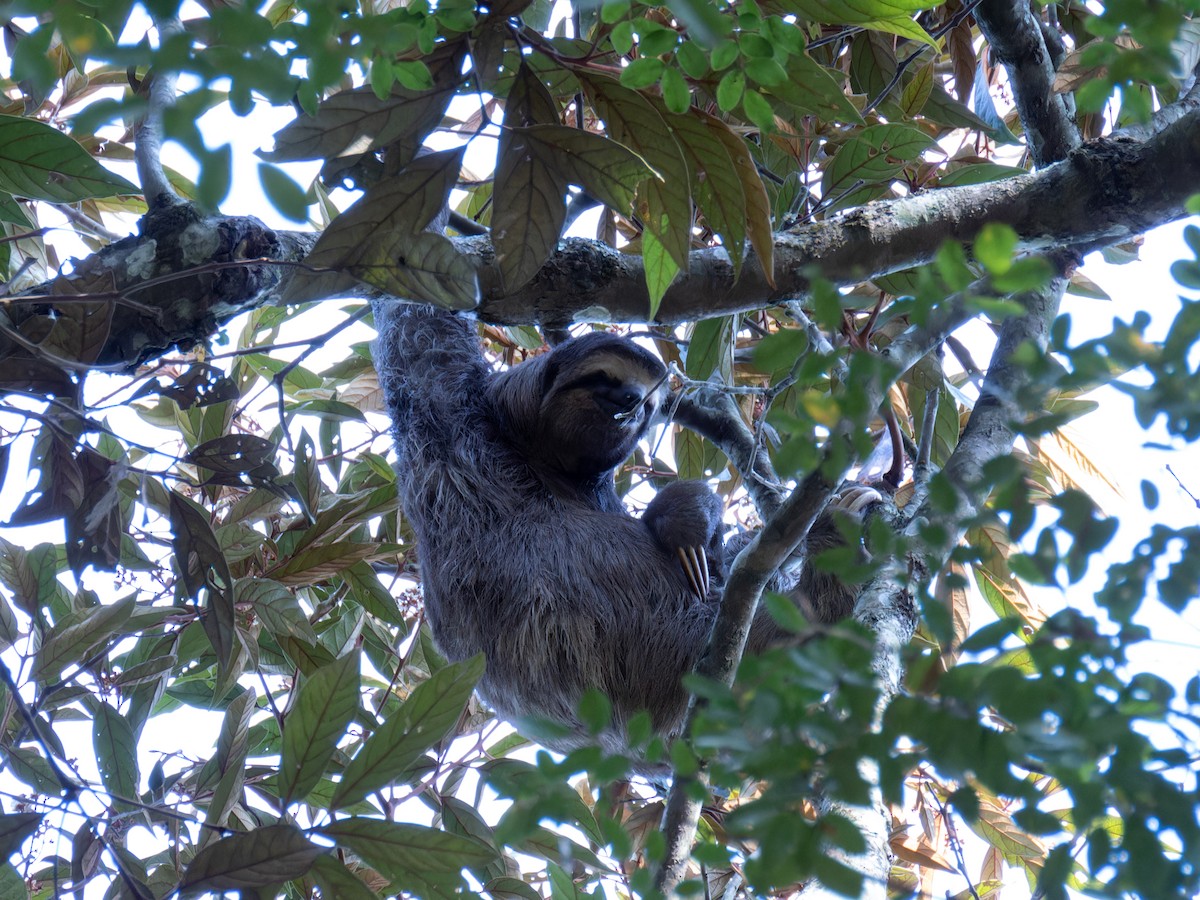 Brown-throated Three-toed Sloth - ML636678413