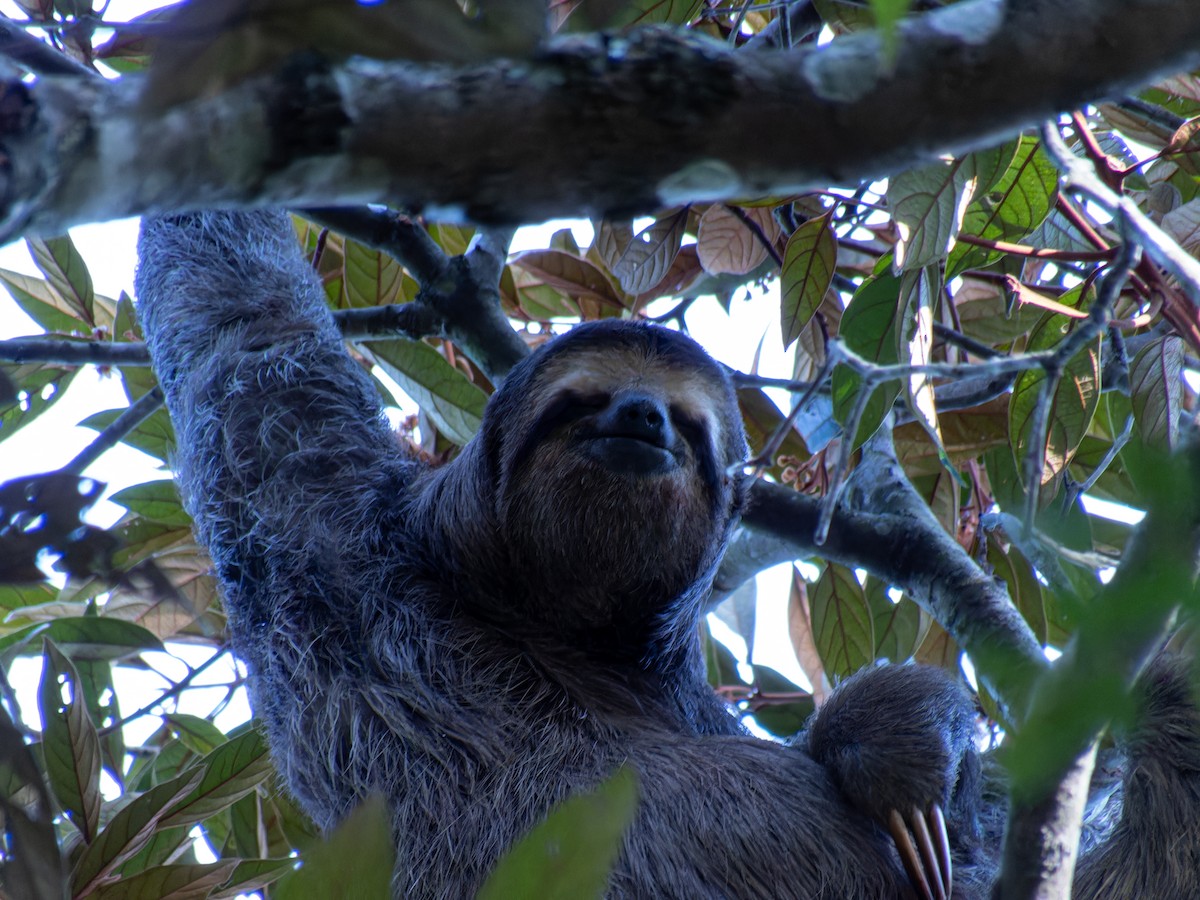 Brown-throated Three-toed Sloth - ML636678415