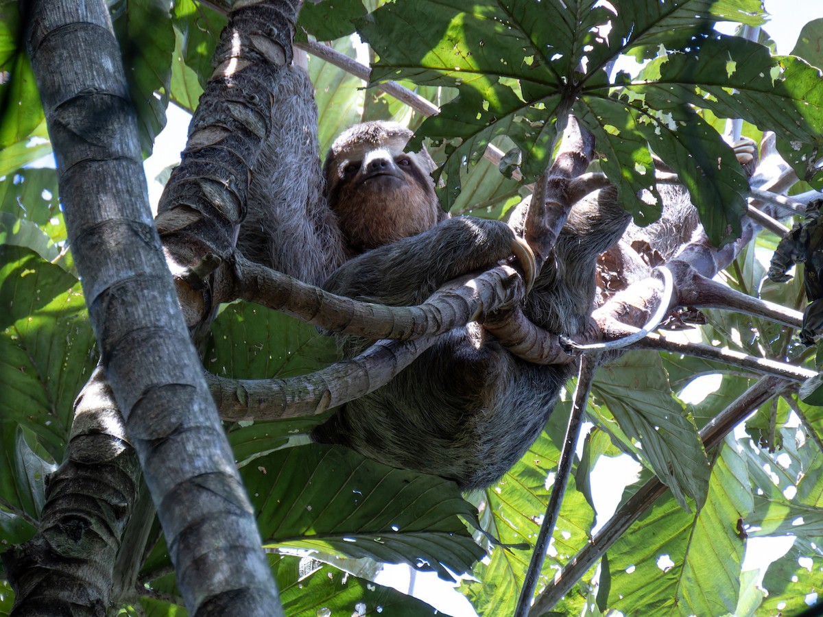 Brown-throated Three-toed Sloth - ML636678416