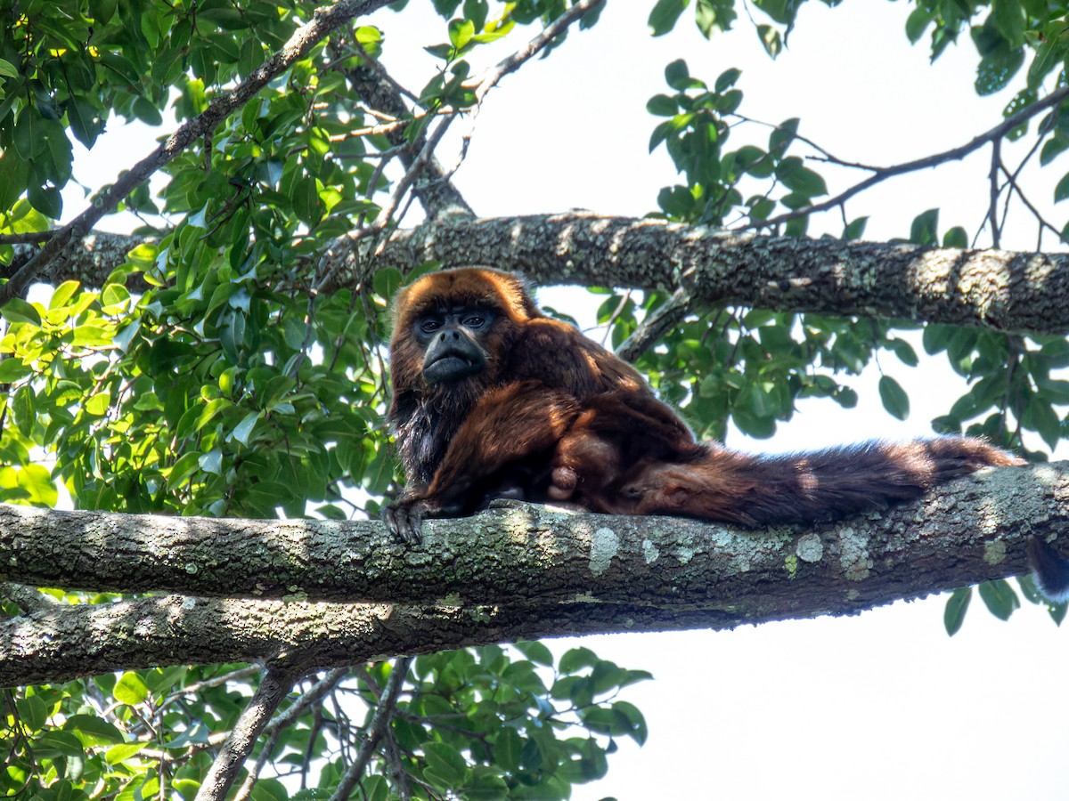 Brown Howler Monkey - ML636678417