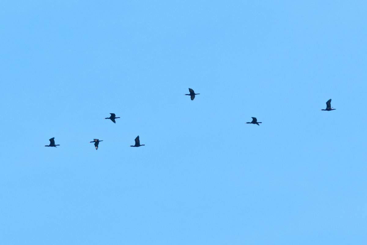 Double-crested Cormorant - ML636678658