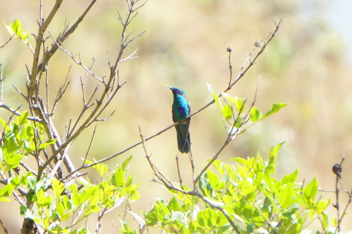 Sparkling Violetear - ML636678837